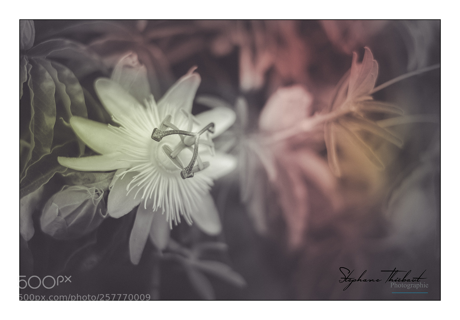 Fujifilm X-T10 sample photo. Passiflore photography