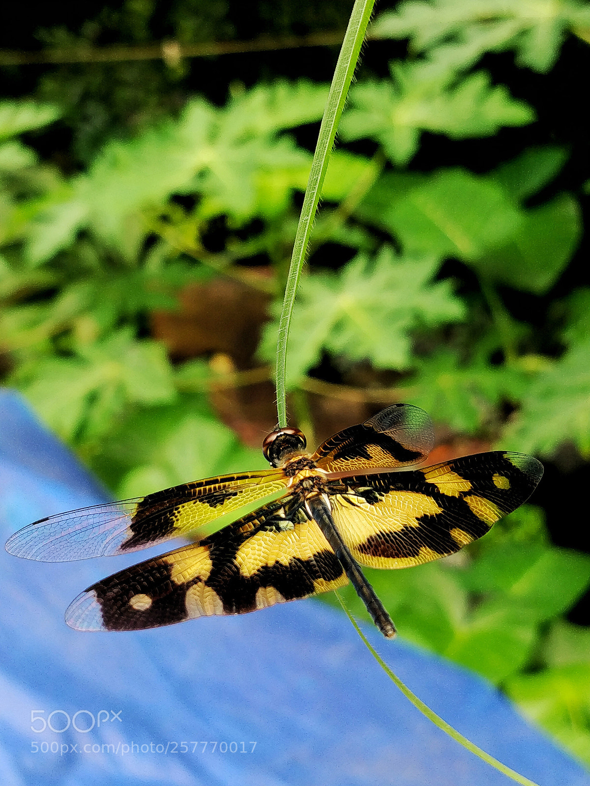 OnePlus 5 sample photo. The dragon fly photography
