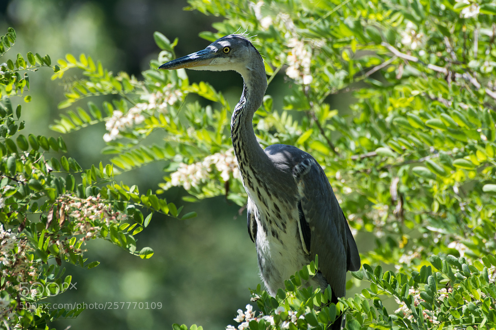Nikon D7100 sample photo. Heron photography