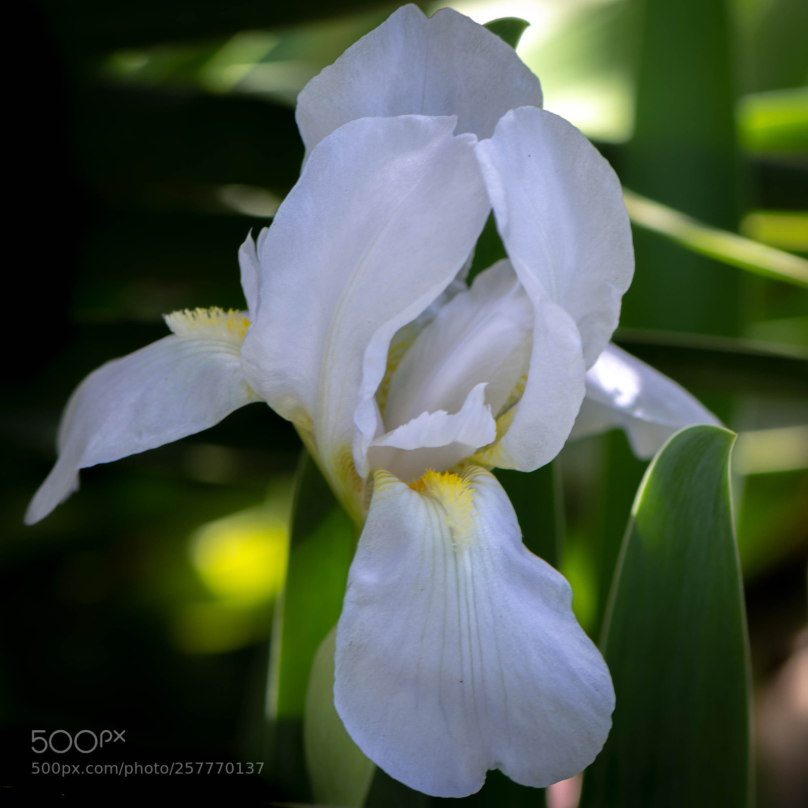 Nikon D500 sample photo. Late bloom photography
