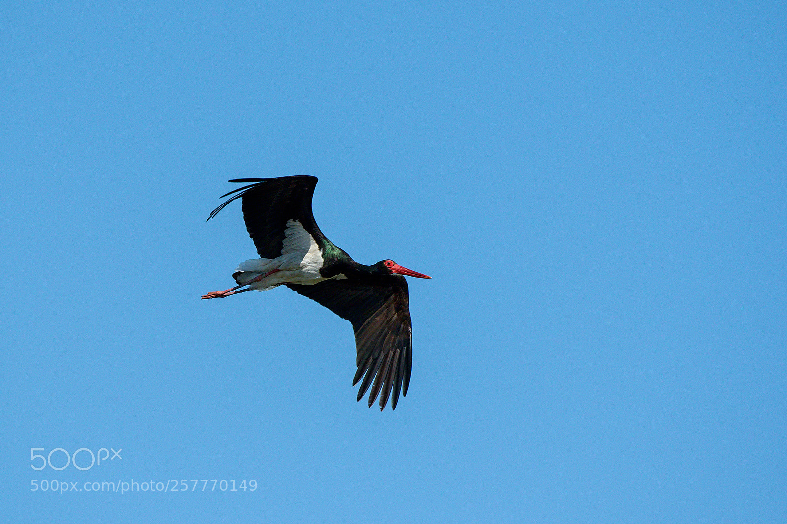 Nikon D500 sample photo. Stork black photography