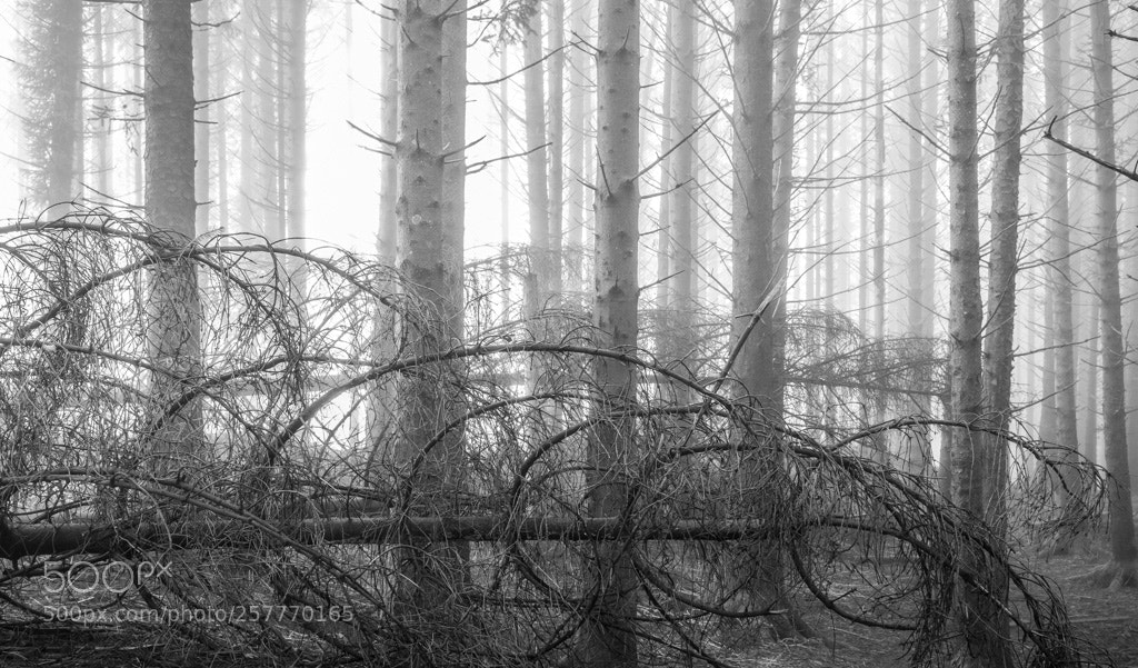Olympus OM-D E-M1 sample photo. In the wood 2 photography