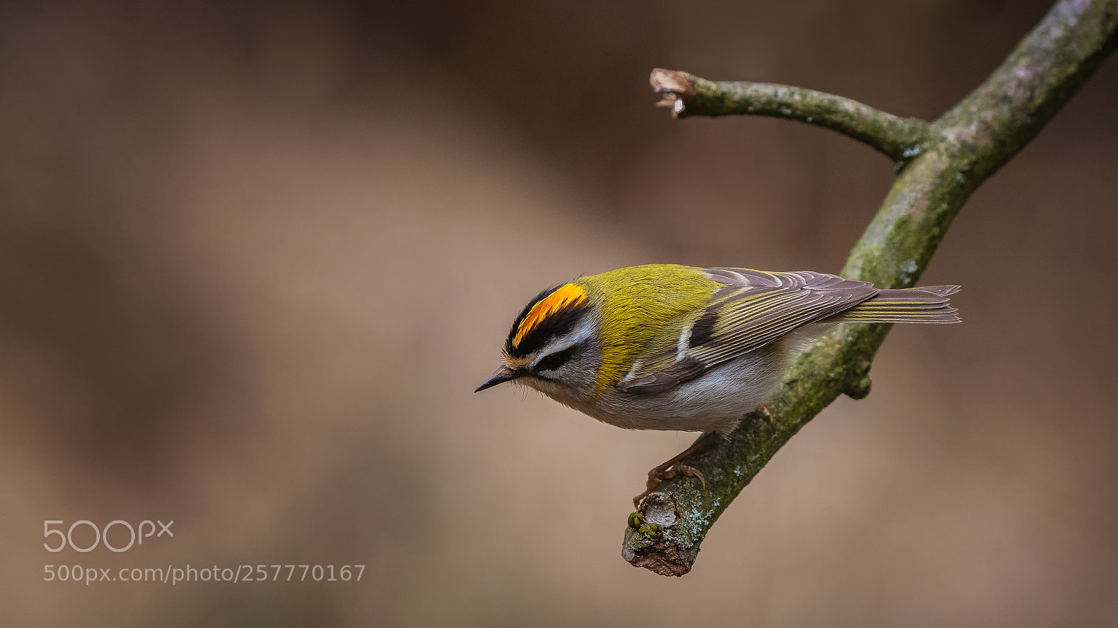 Nikon D500 sample photo. Firecrest photography