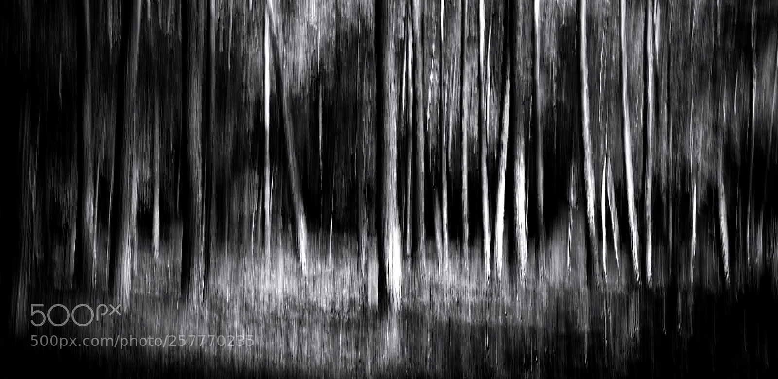 Pentax K-30 sample photo. Lost in the forest photography