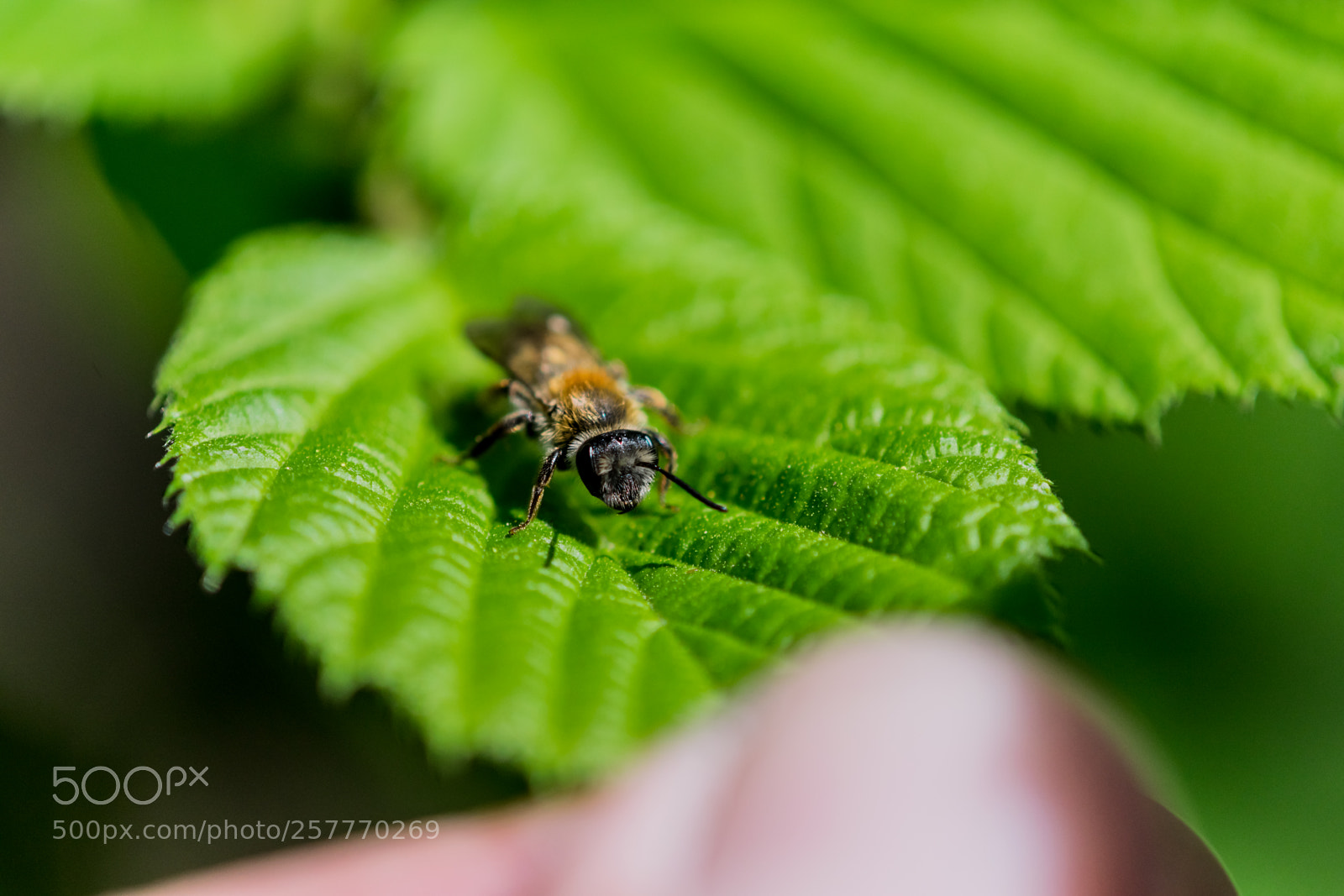 Nikon D3300 sample photo. Macro photo of a photography