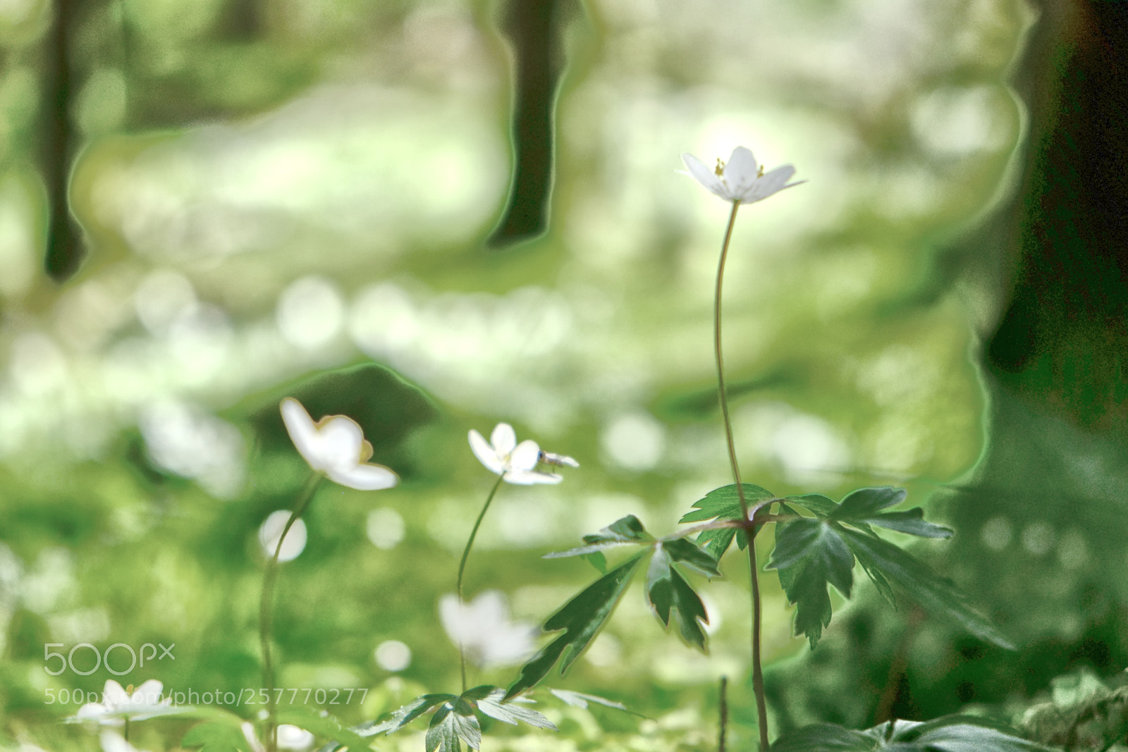 Fujifilm X-E1 sample photo. Blooming flowers in norway photography