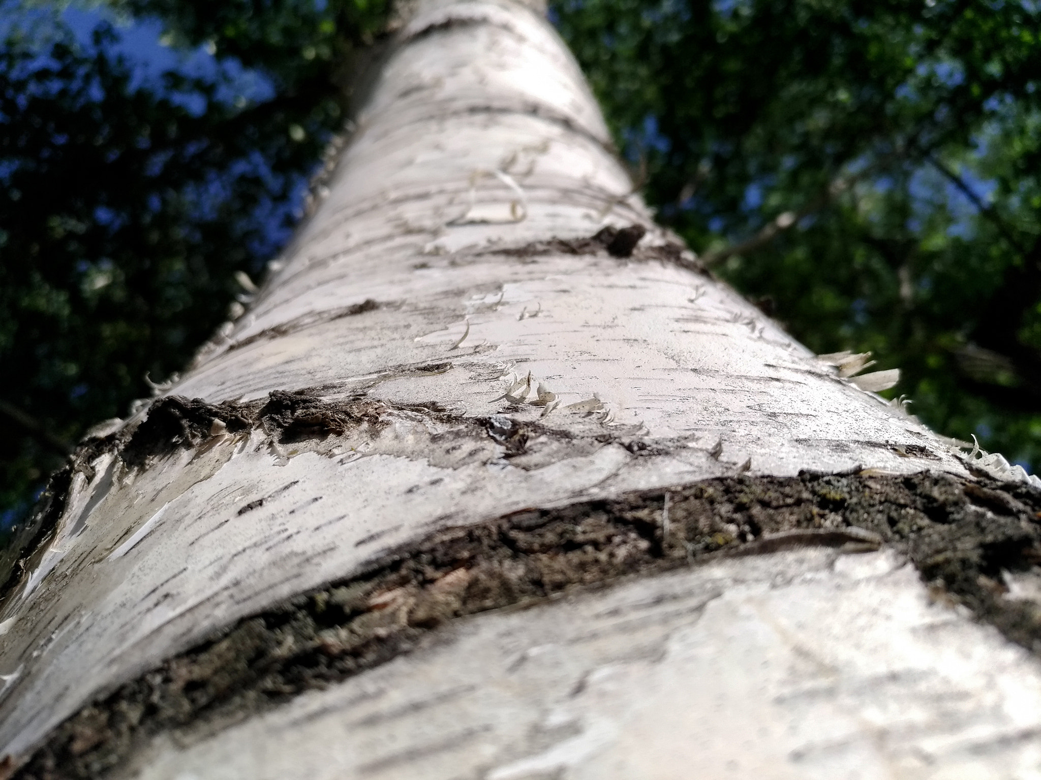 ASUS ZenFone 3 (ZE552KL) sample photo. Poplar tree close up wide photography