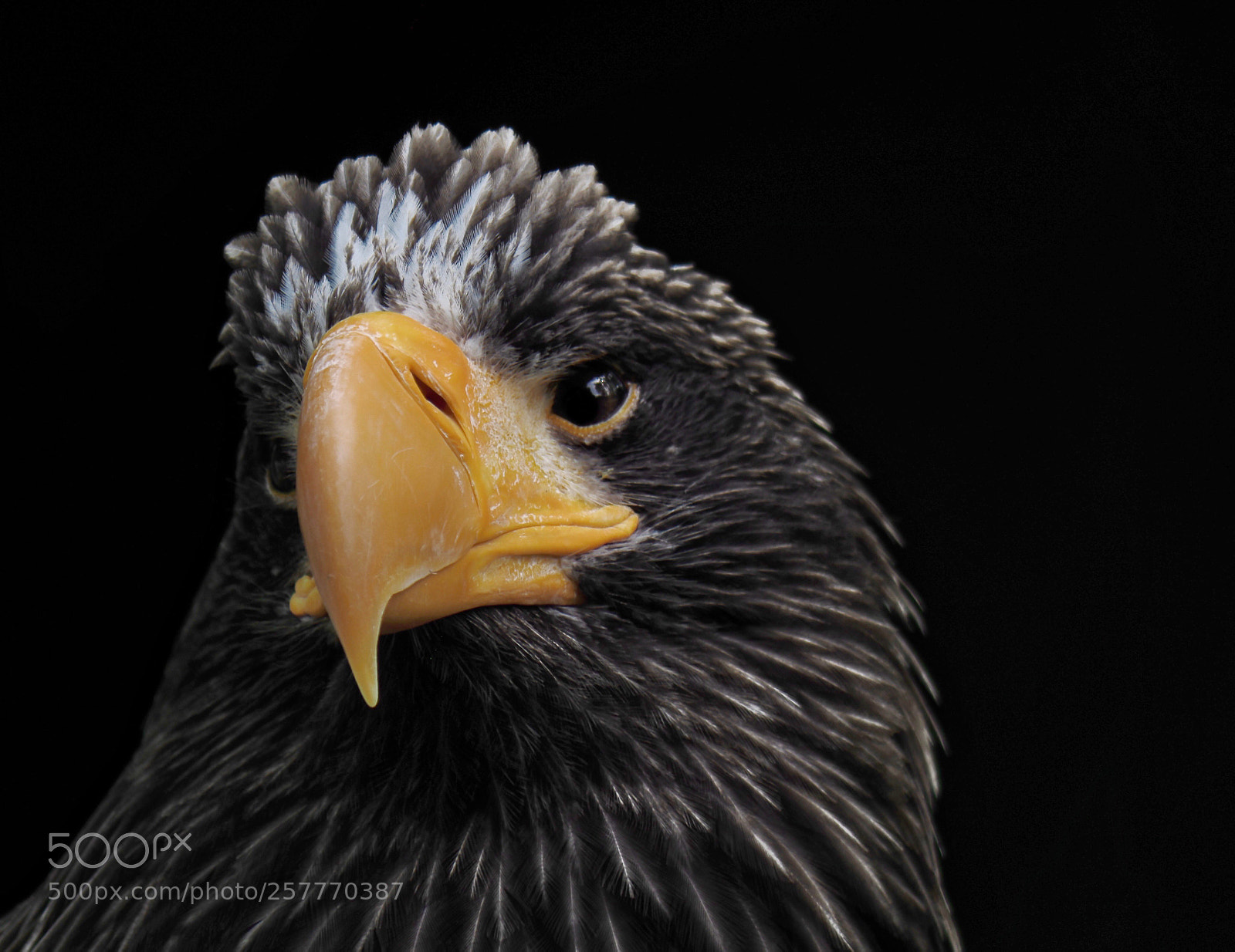 Olympus OM-D E-M1 Mark II sample photo. Kamtschatka riesenseeadler photography