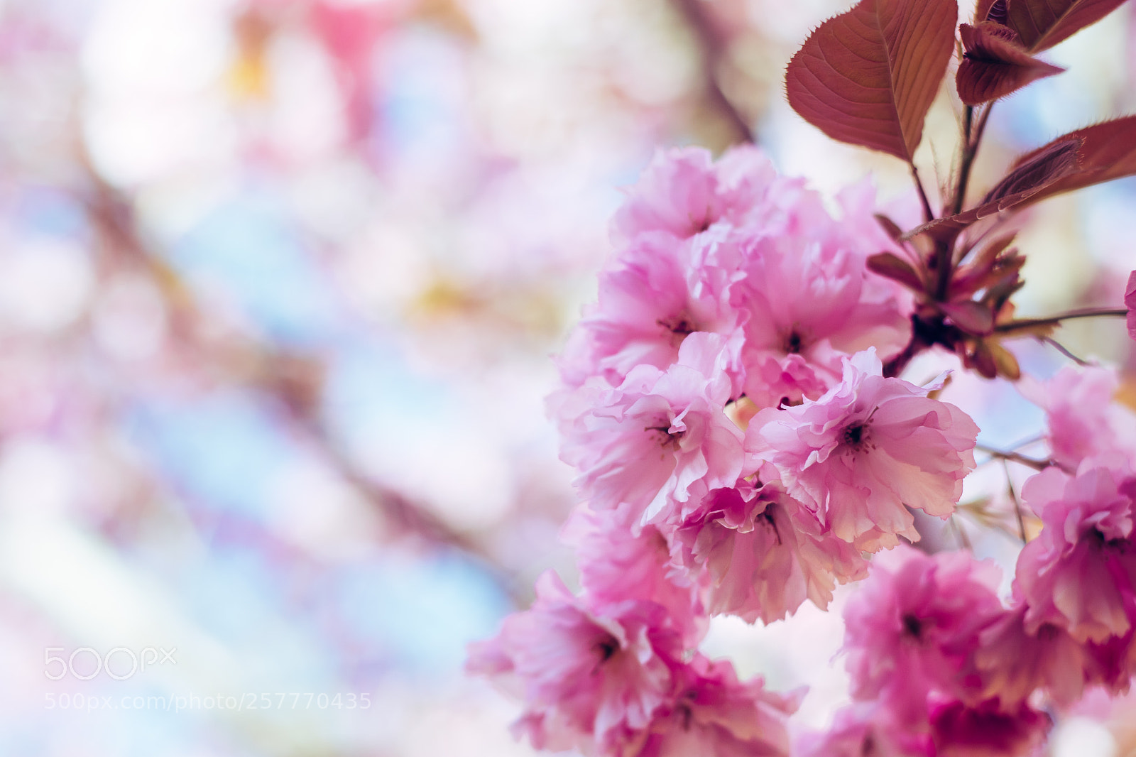 Nikon D5500 sample photo. Körsbär photography