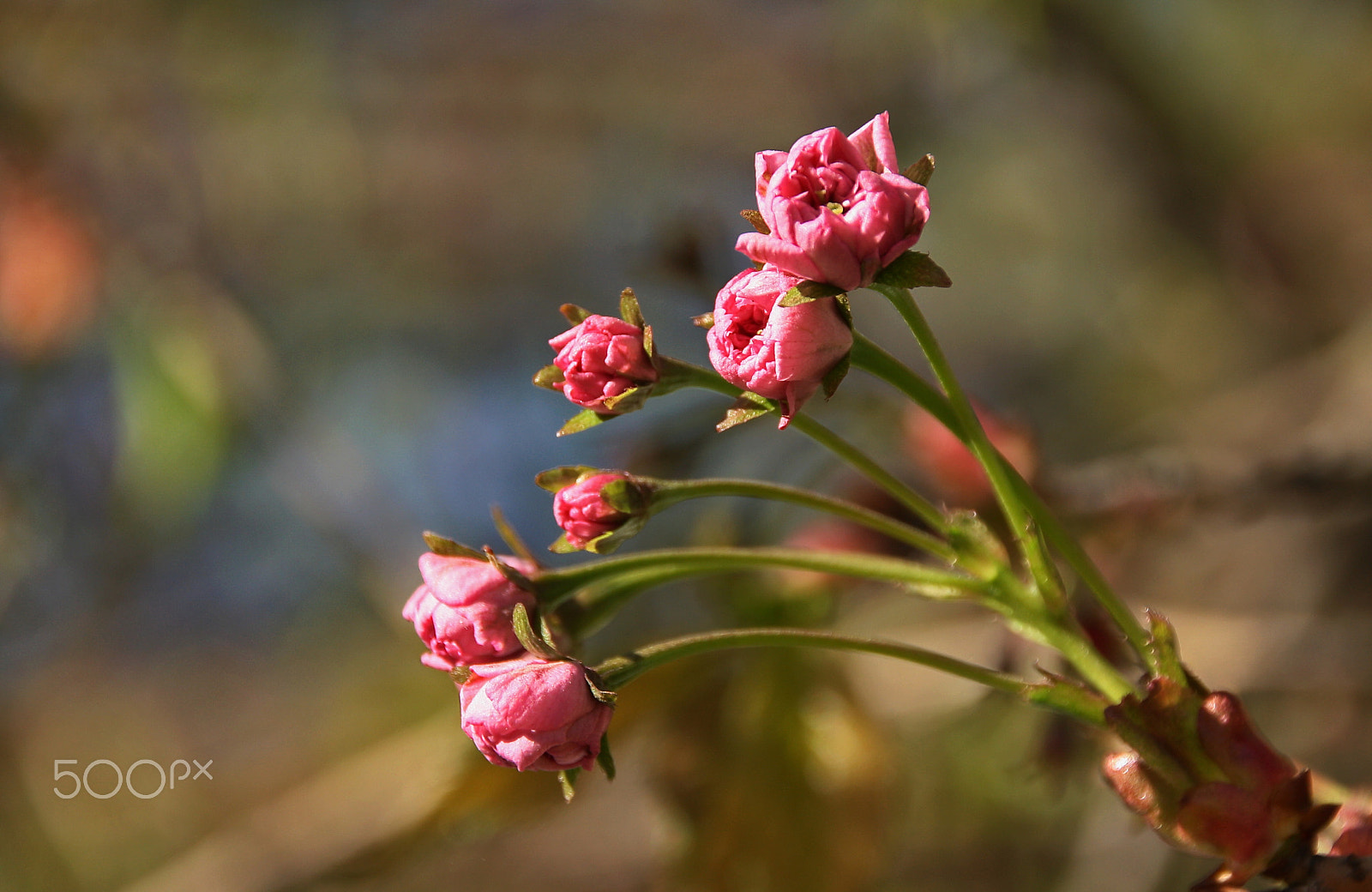 Canon EOS 1000D (EOS Digital Rebel XS / EOS Kiss F) sample photo. Sakura is ready to blossom photography