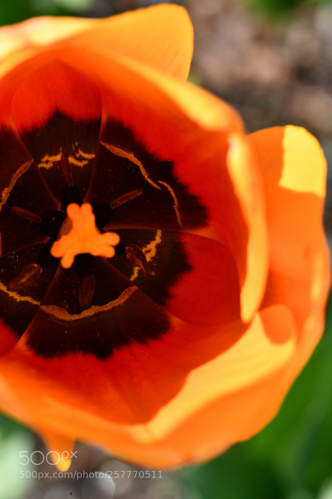 Nikon D850 sample photo. Untitled photography
