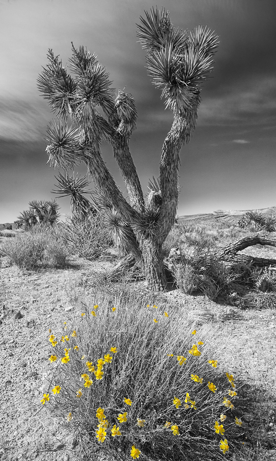 Nikon D800 sample photo. Brittlebush and joshua photography