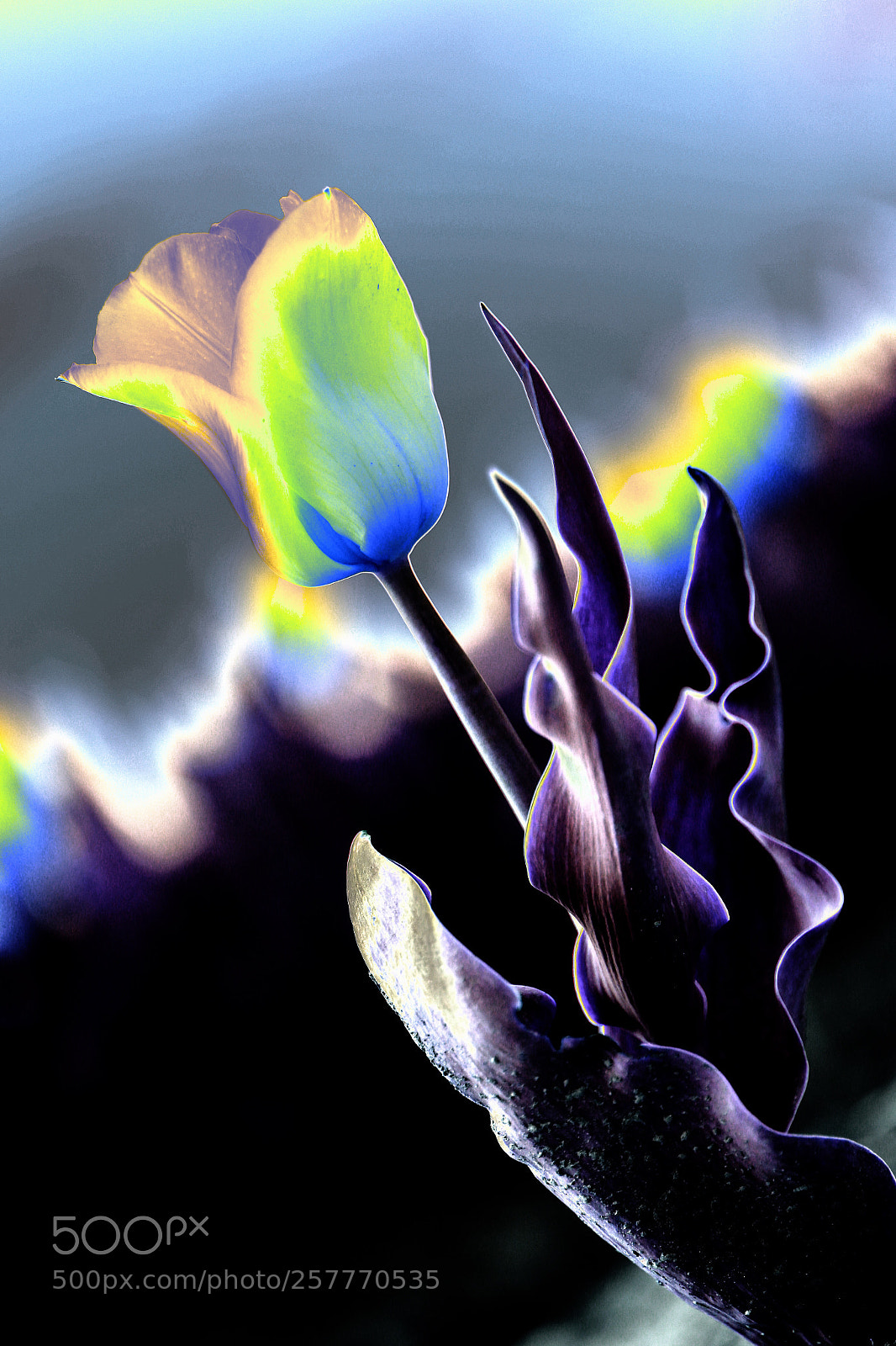 Canon EOS 6D sample photo. Untitled photography