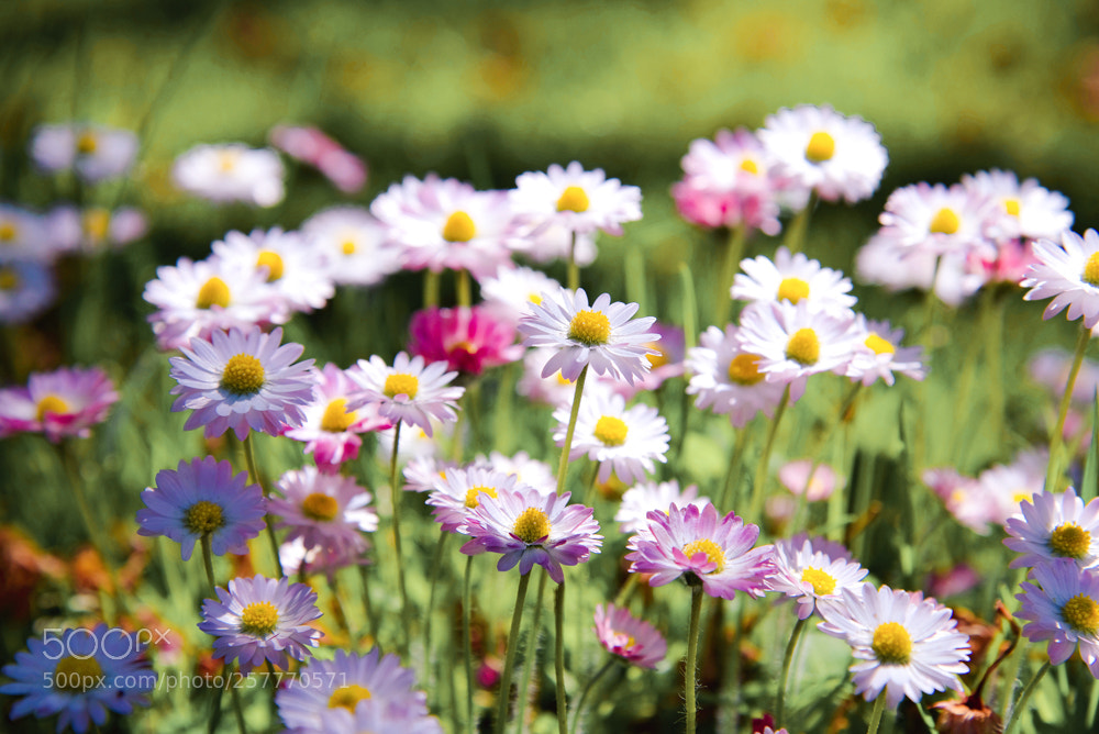 Nikon D750 sample photo. Purple daisy photography