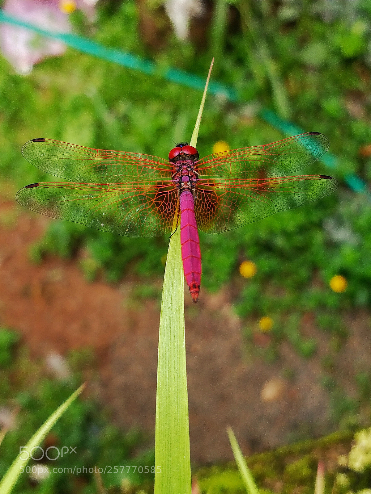 OnePlus 5 sample photo. Dragonfly ii photography
