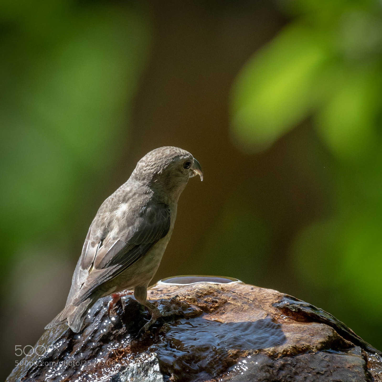Nikon D500 sample photo. Cute photography