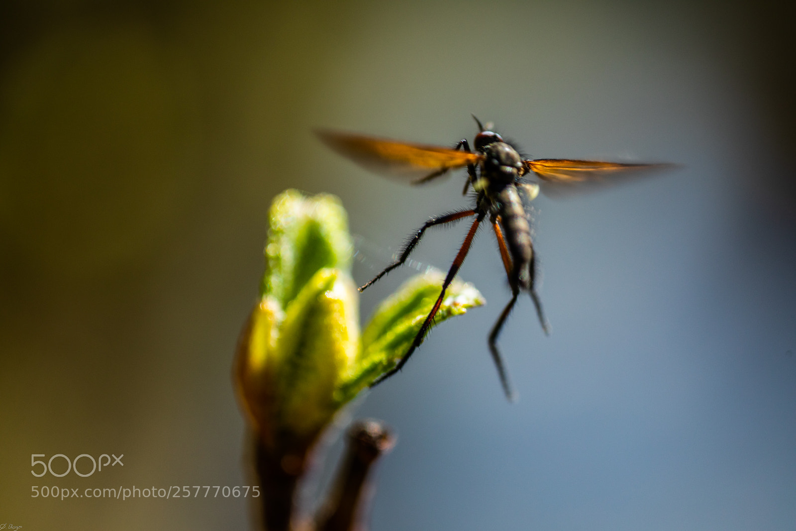 Canon EOS 5D Mark IV sample photo. Touchdown photography
