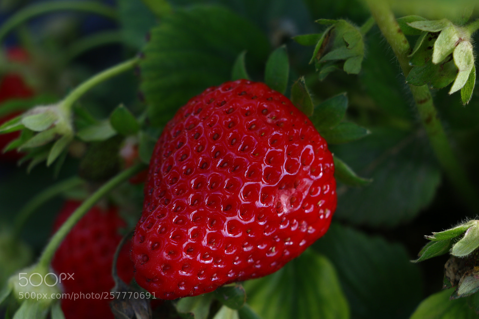 Canon EOS 70D sample photo. Untitled photography