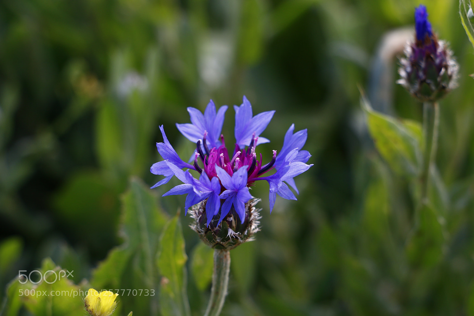 Canon EOS 70D sample photo. Untitled photography