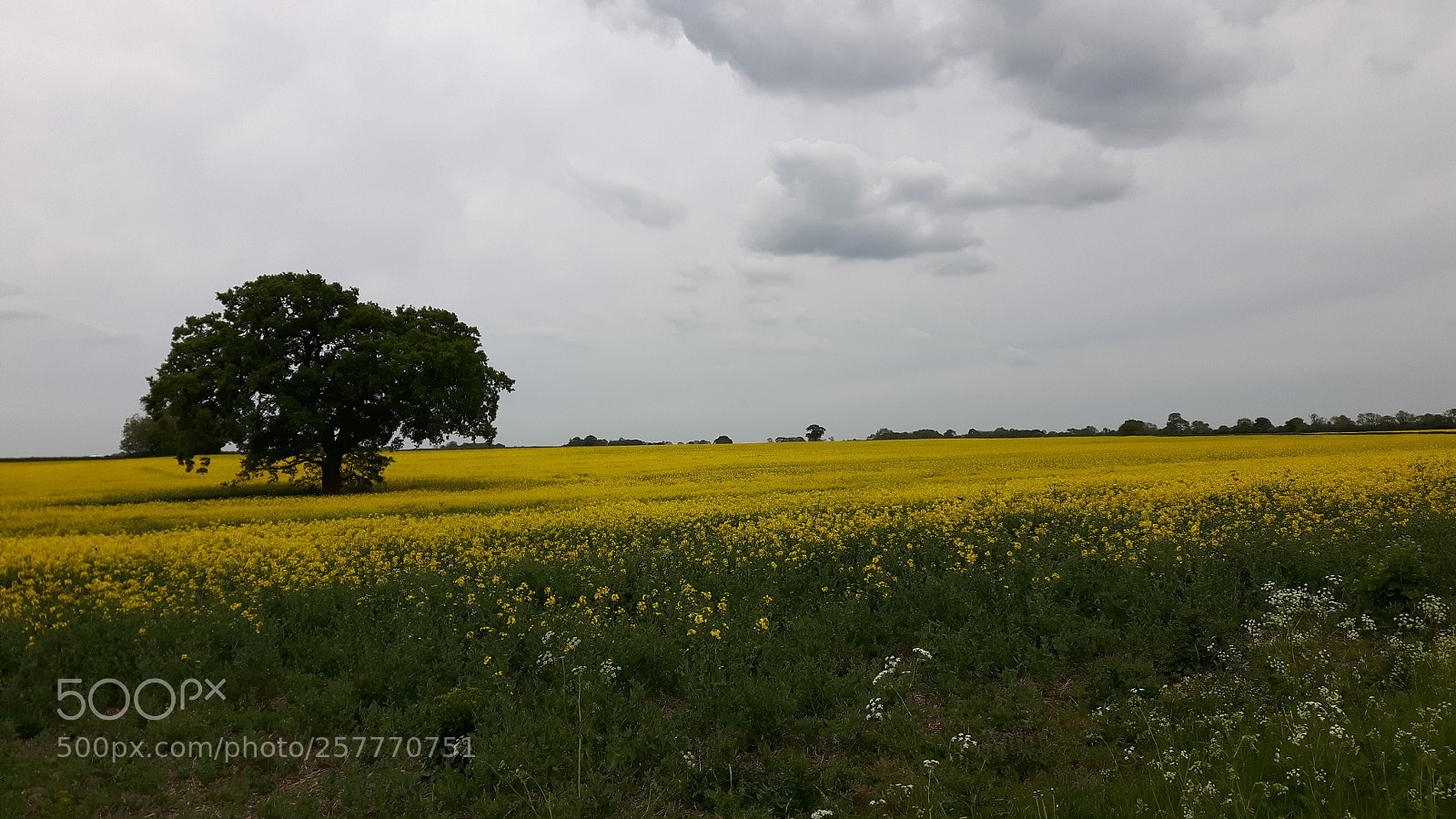 Samsung Galaxy S5 Neo sample photo. Cloudy field photography