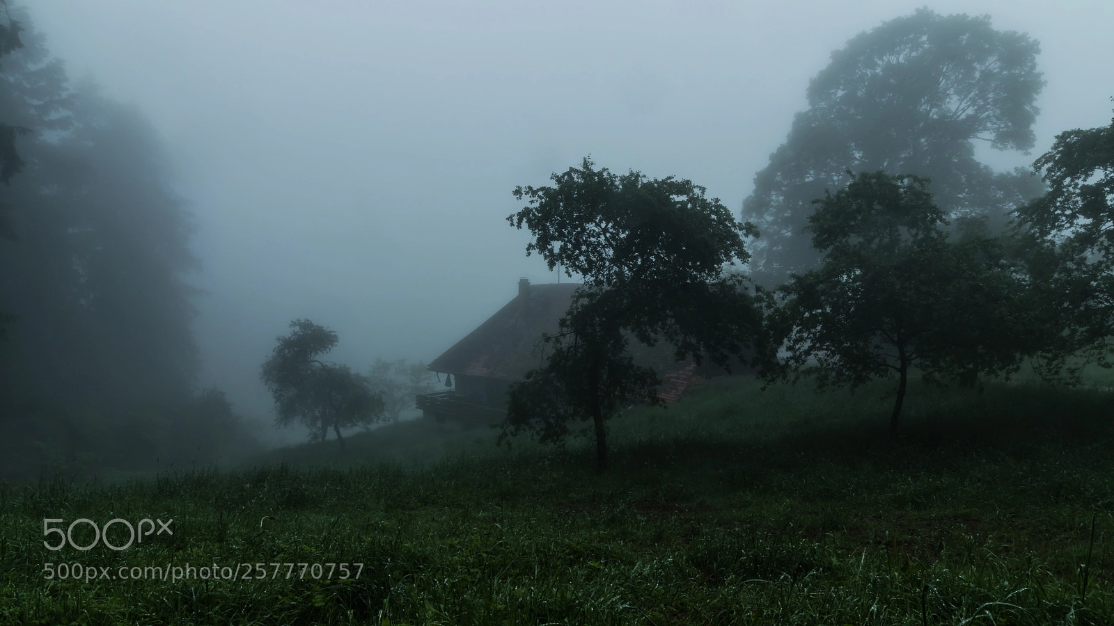 Canon EOS M50 (EOS Kiss M) sample photo. Black forest fog photography