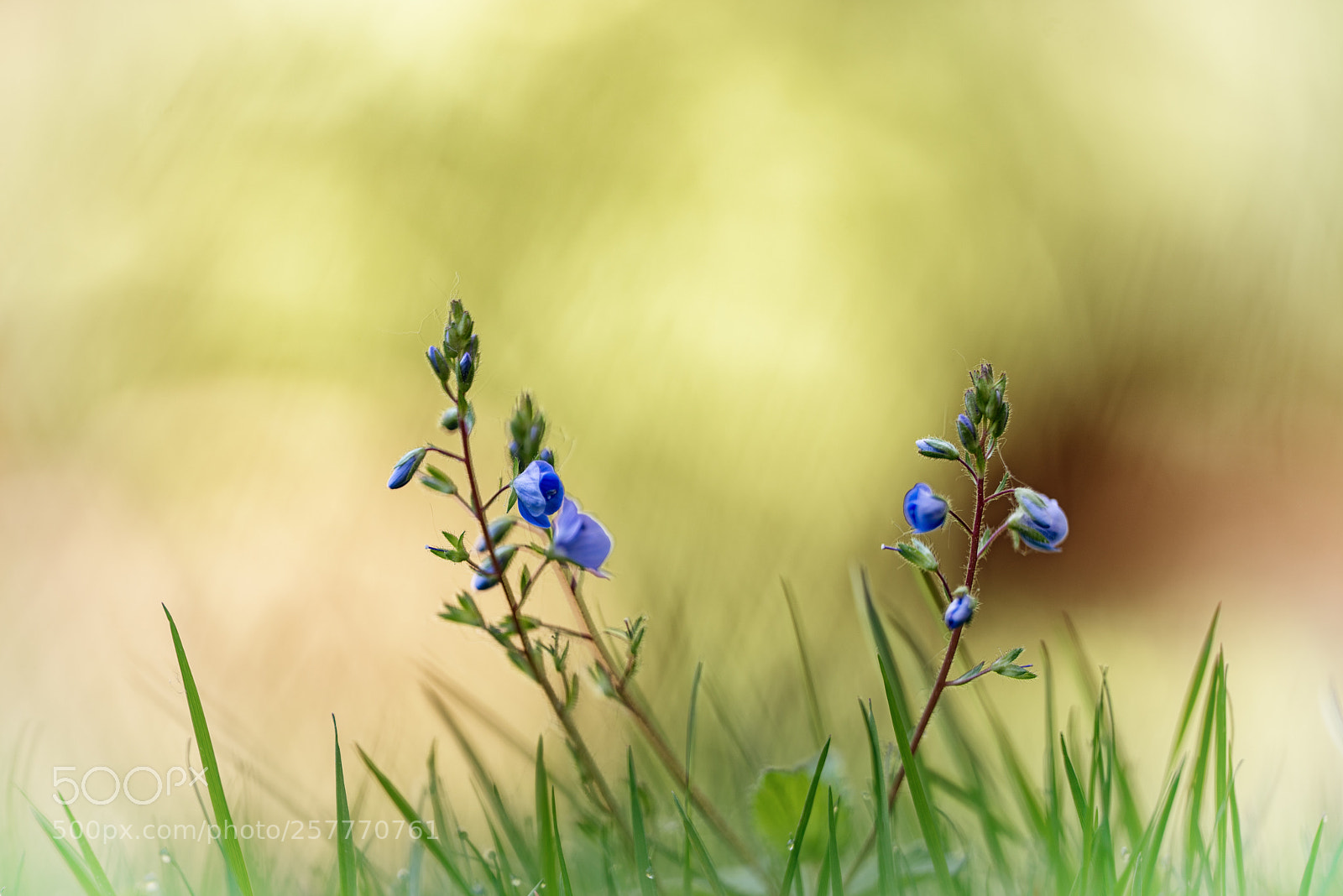 Nikon D750 sample photo. Storchschnabel ii photography