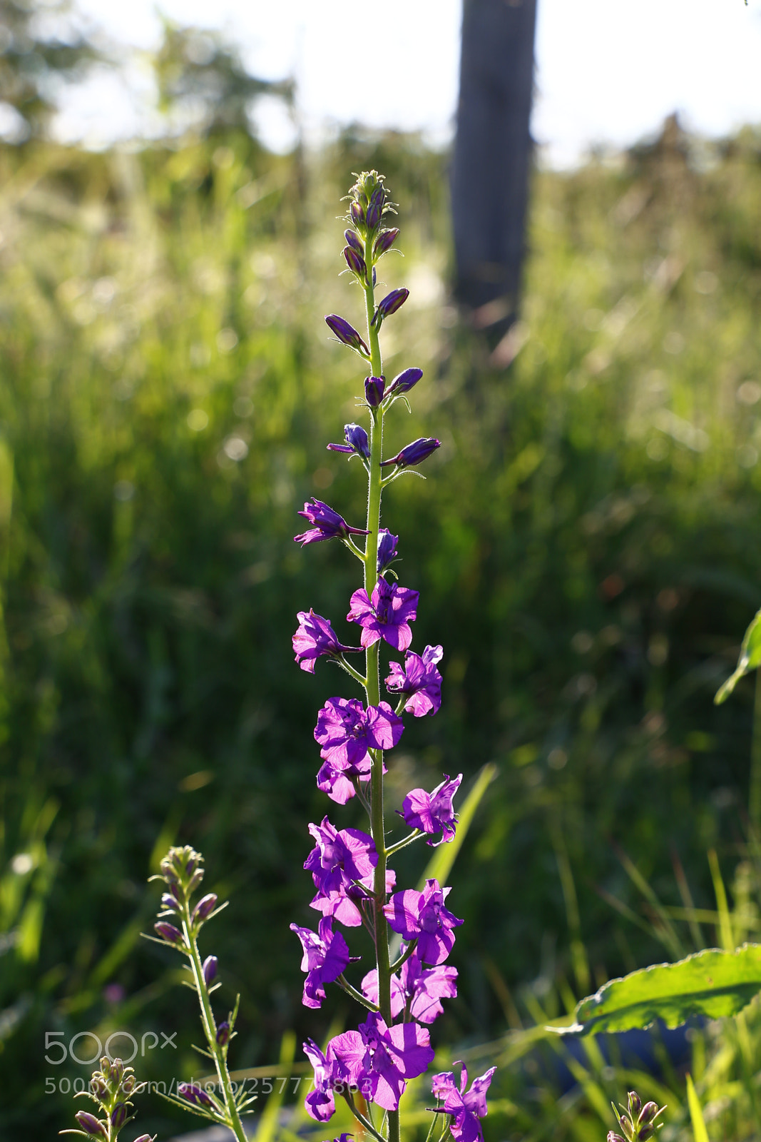 Canon EOS 70D sample photo. Untitled photography