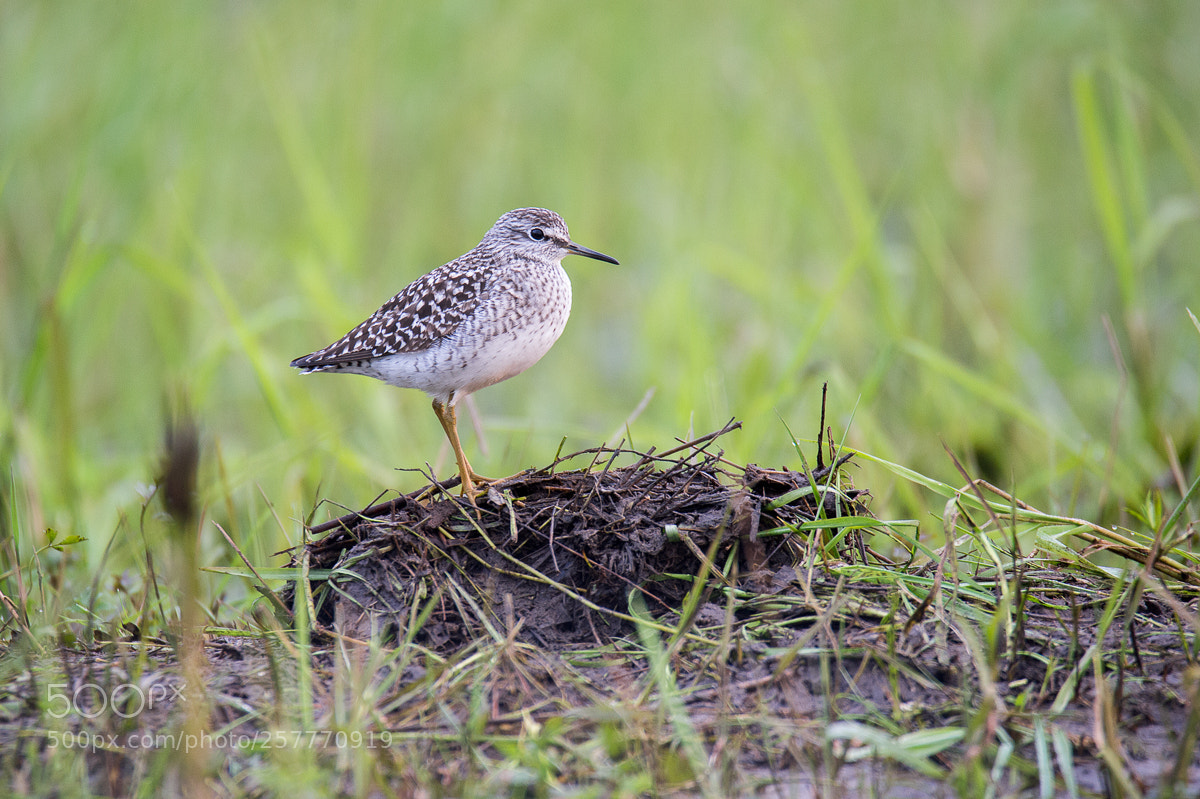 Nikon D4 sample photo. Wood sandpiper photography