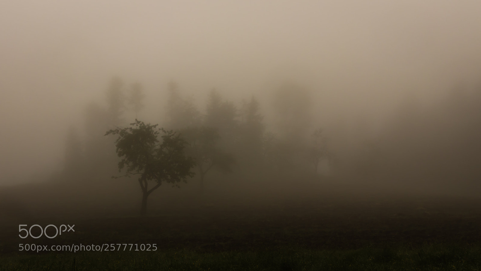 Canon EOS M50 (EOS Kiss M) sample photo. Foggy view photography