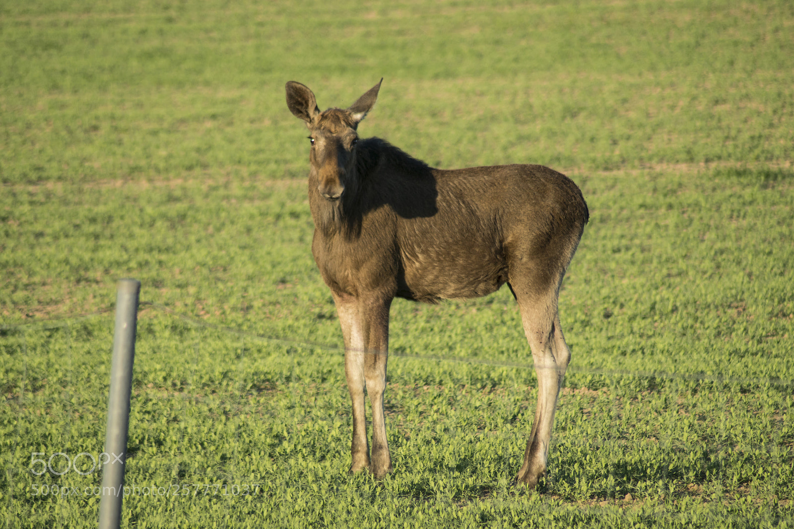 Sony ILCA-77M2 sample photo. Moose photography