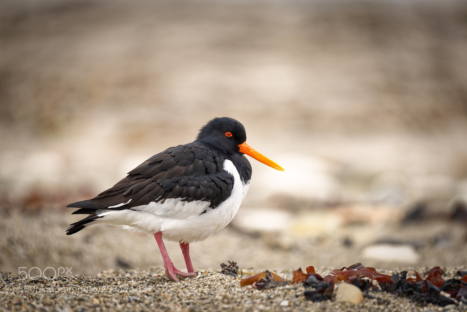 Nikon D600 sample photo. Beach guy photography