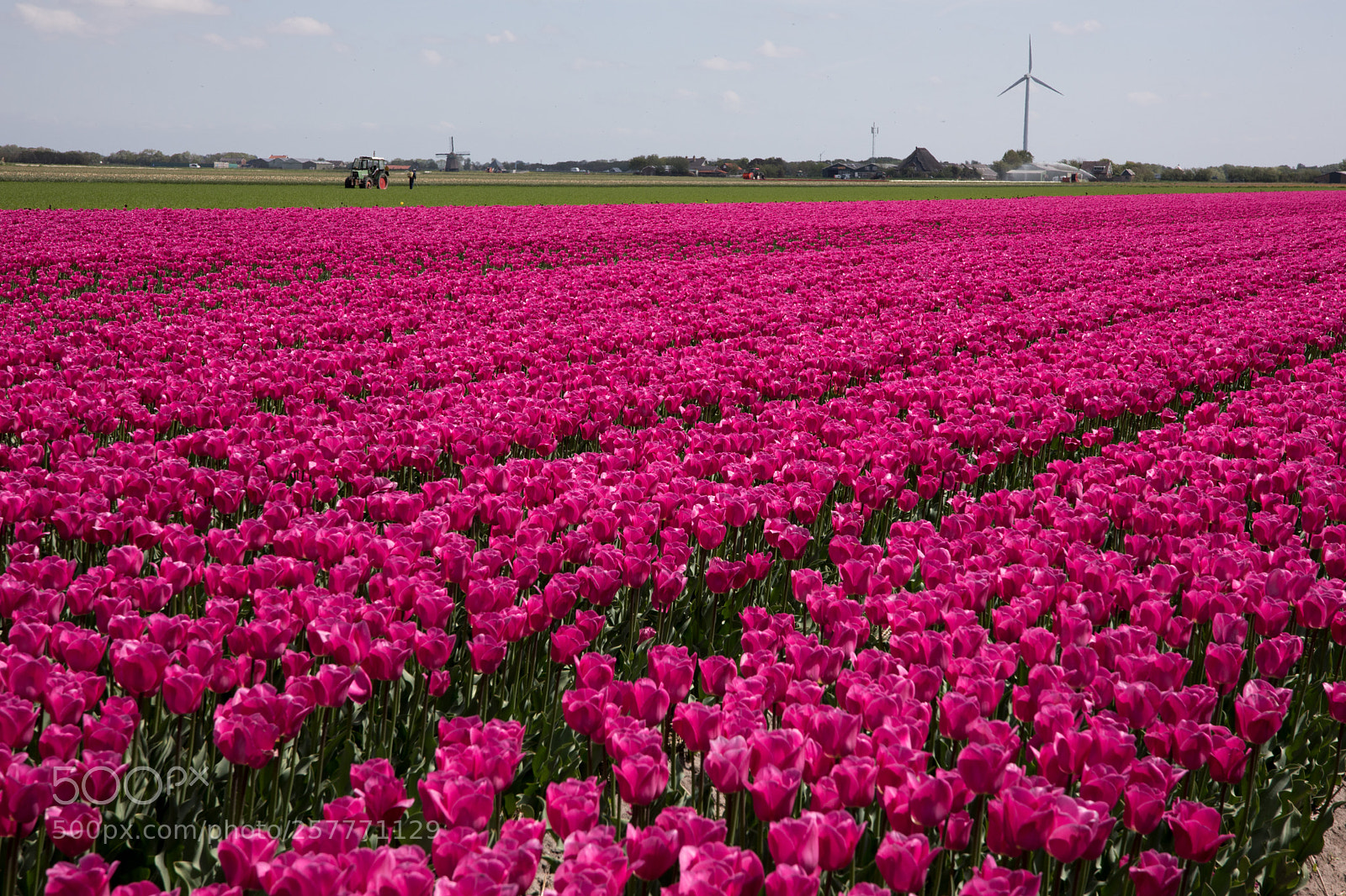 Canon EOS 5D Mark IV sample photo. Tulip photography