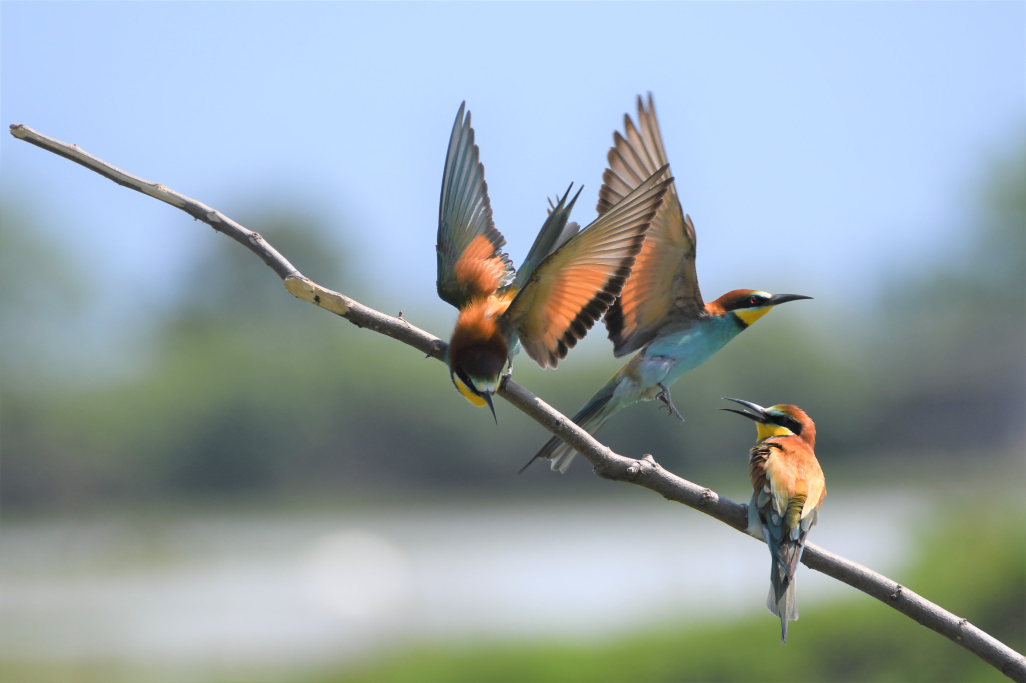 Nikon D7500 sample photo. Wings photography