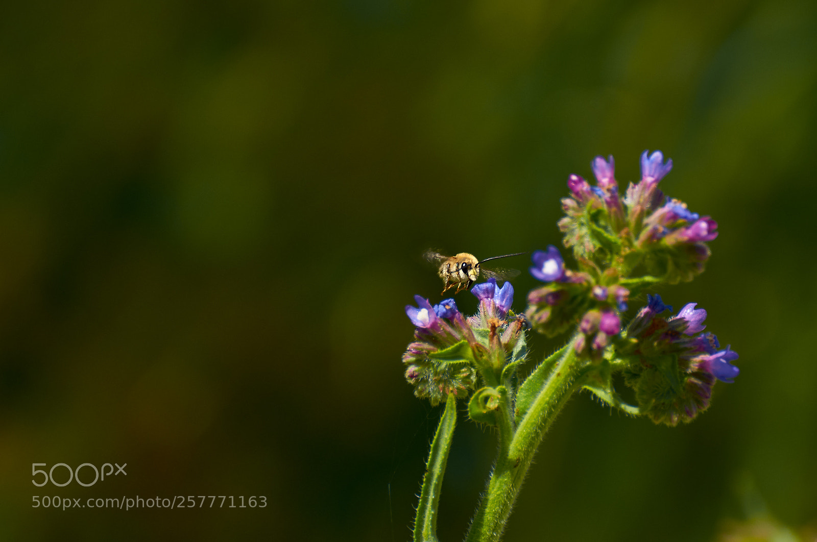 Nikon D7000 sample photo. Nature photography