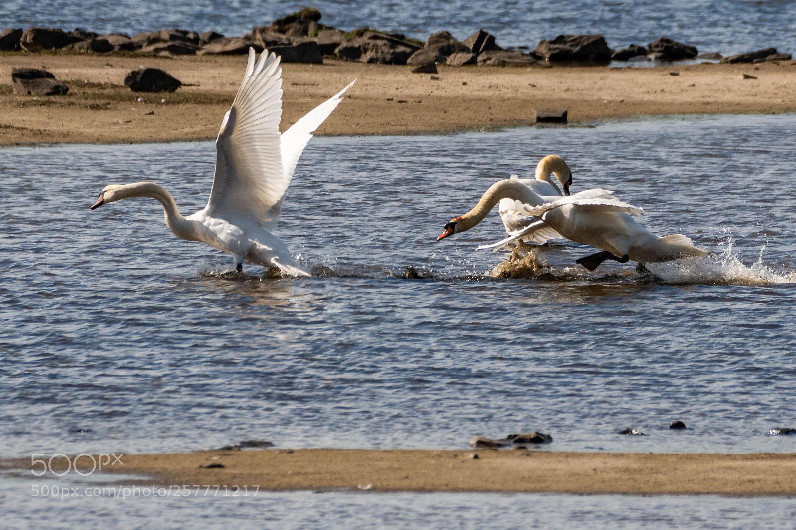 Nikon D500 sample photo. Swan chase photography