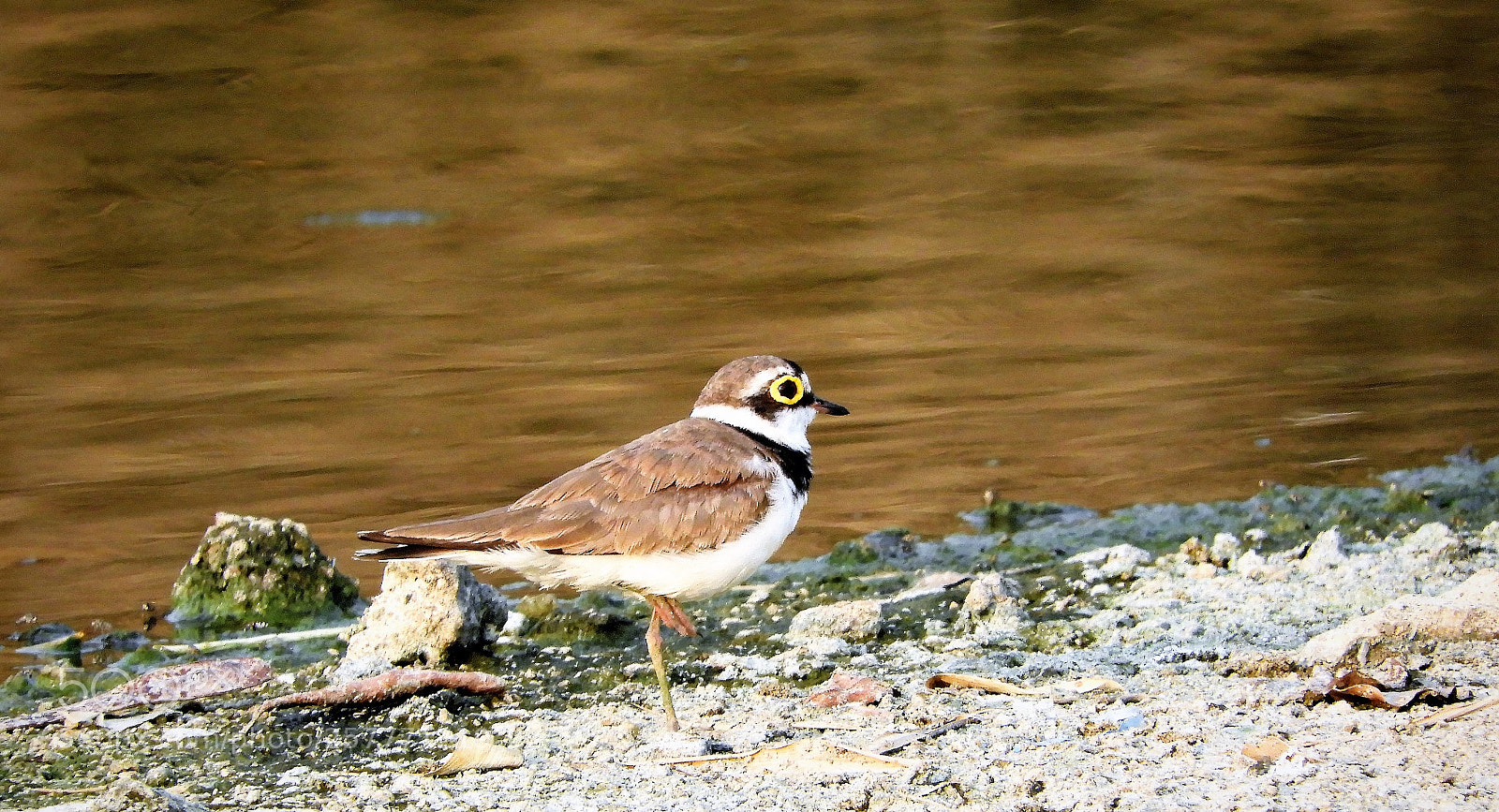 Nikon Coolpix B700 sample photo. Little ringed plover photography
