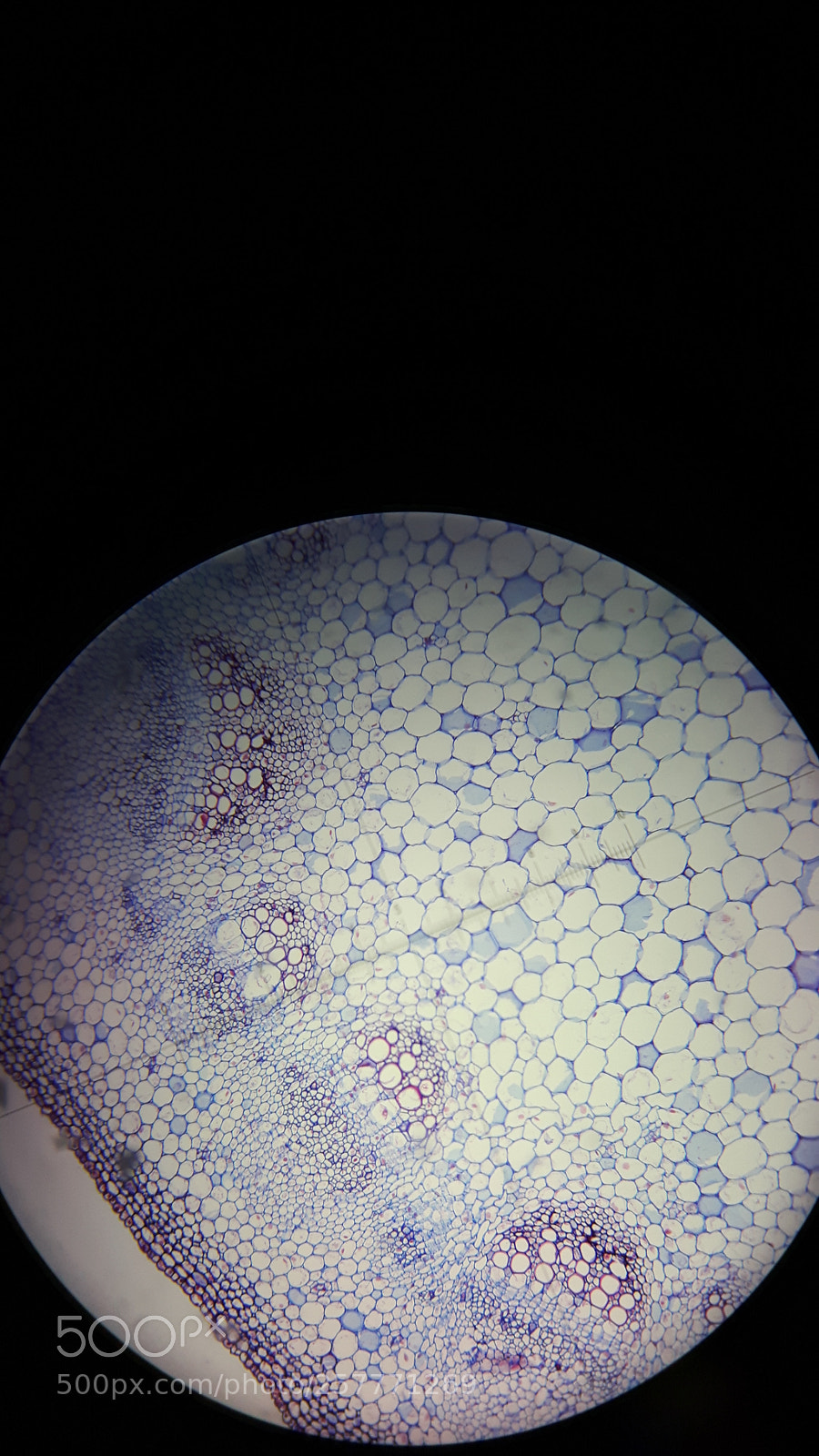 Samsung Galaxy S5 Neo sample photo. Plant stem cells photography