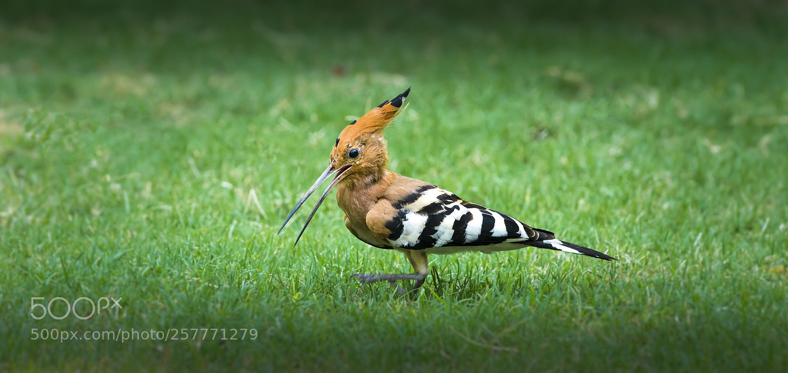 Sony a7R II sample photo. Woodpecker photography