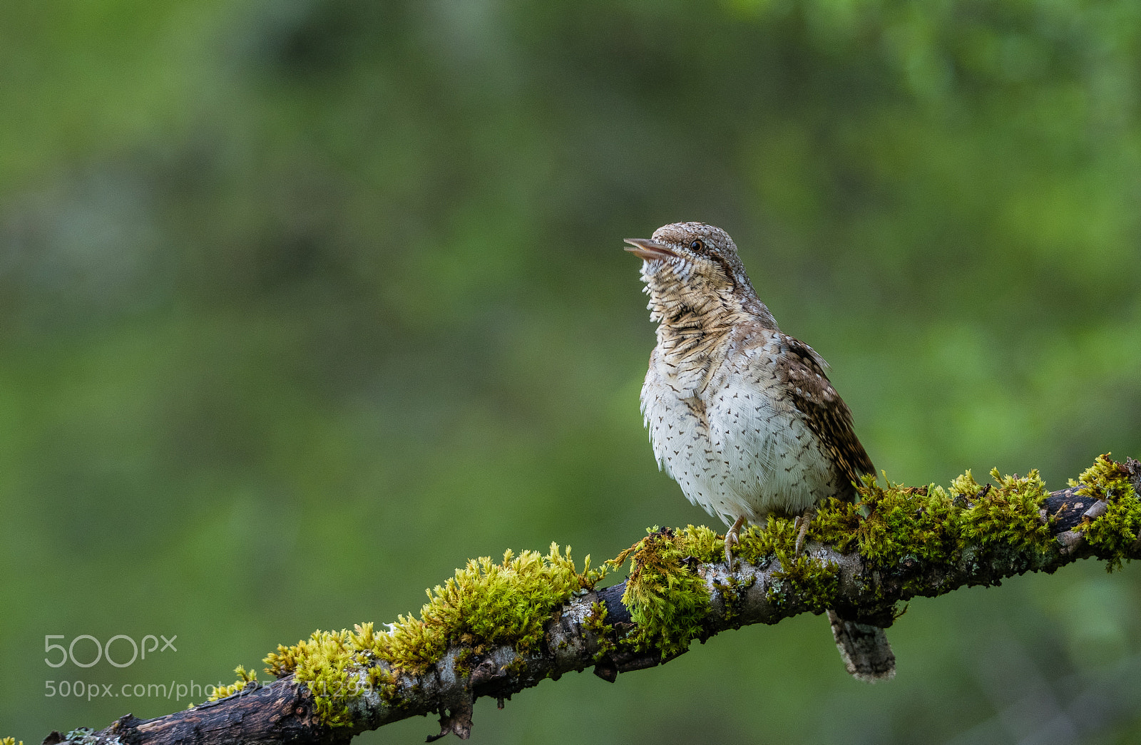 Nikon D810 sample photo. Cantando photography