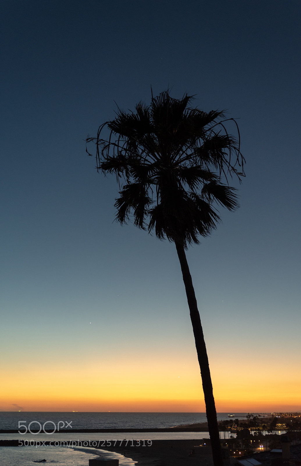 Nikon D750 sample photo. Palm tree photography