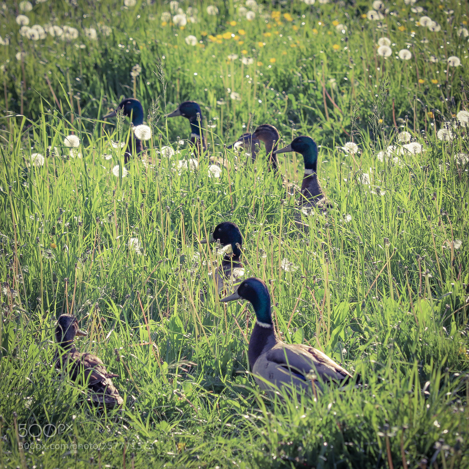 Canon EOS 200D (EOS Rebel SL2 / EOS Kiss X9) sample photo. Ducks & dandelions photography
