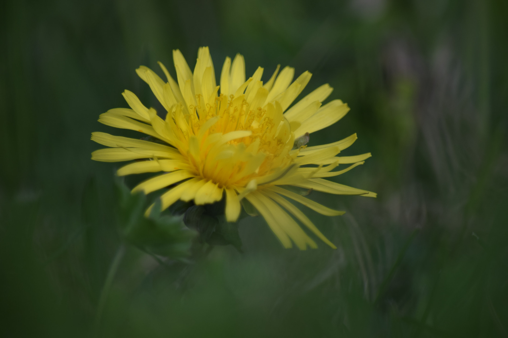 Nikon D5300 sample photo. () photography