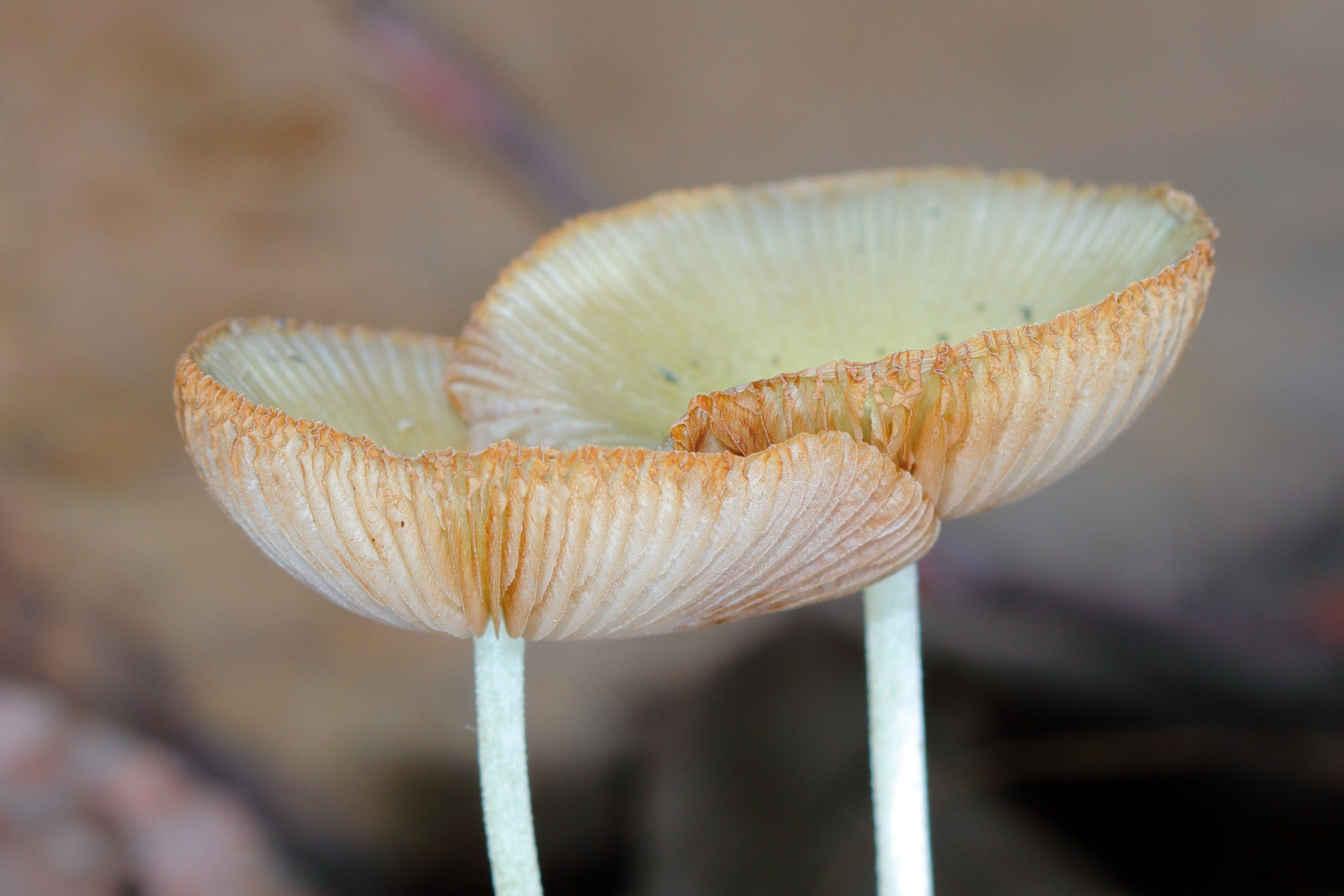 Canon EF 100mm F2.8 Macro USM sample photo. Mushrooms in detail photography