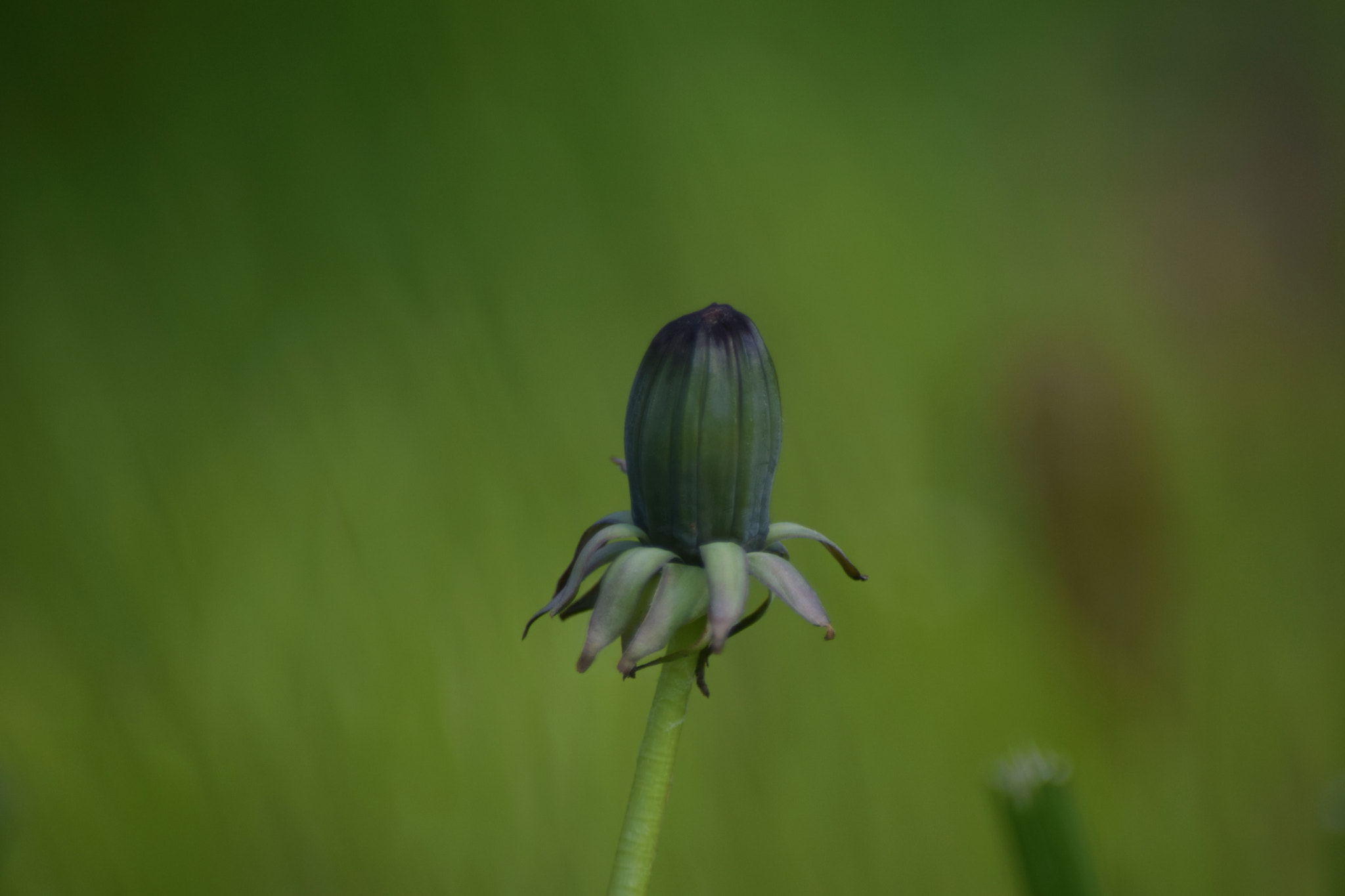 Nikon D5300 sample photo. () photography