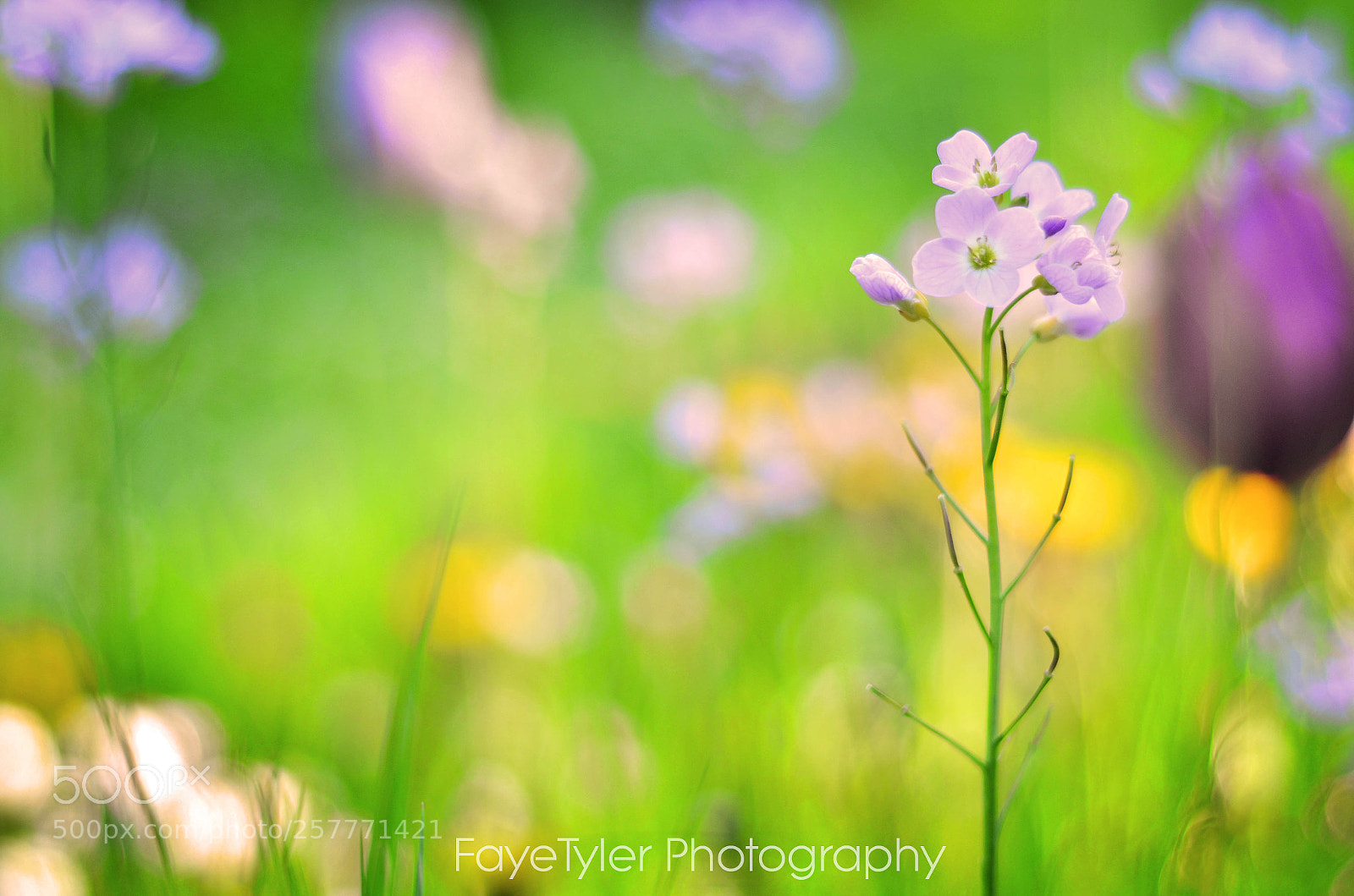 Nikon D5100 sample photo. Standing tall photography