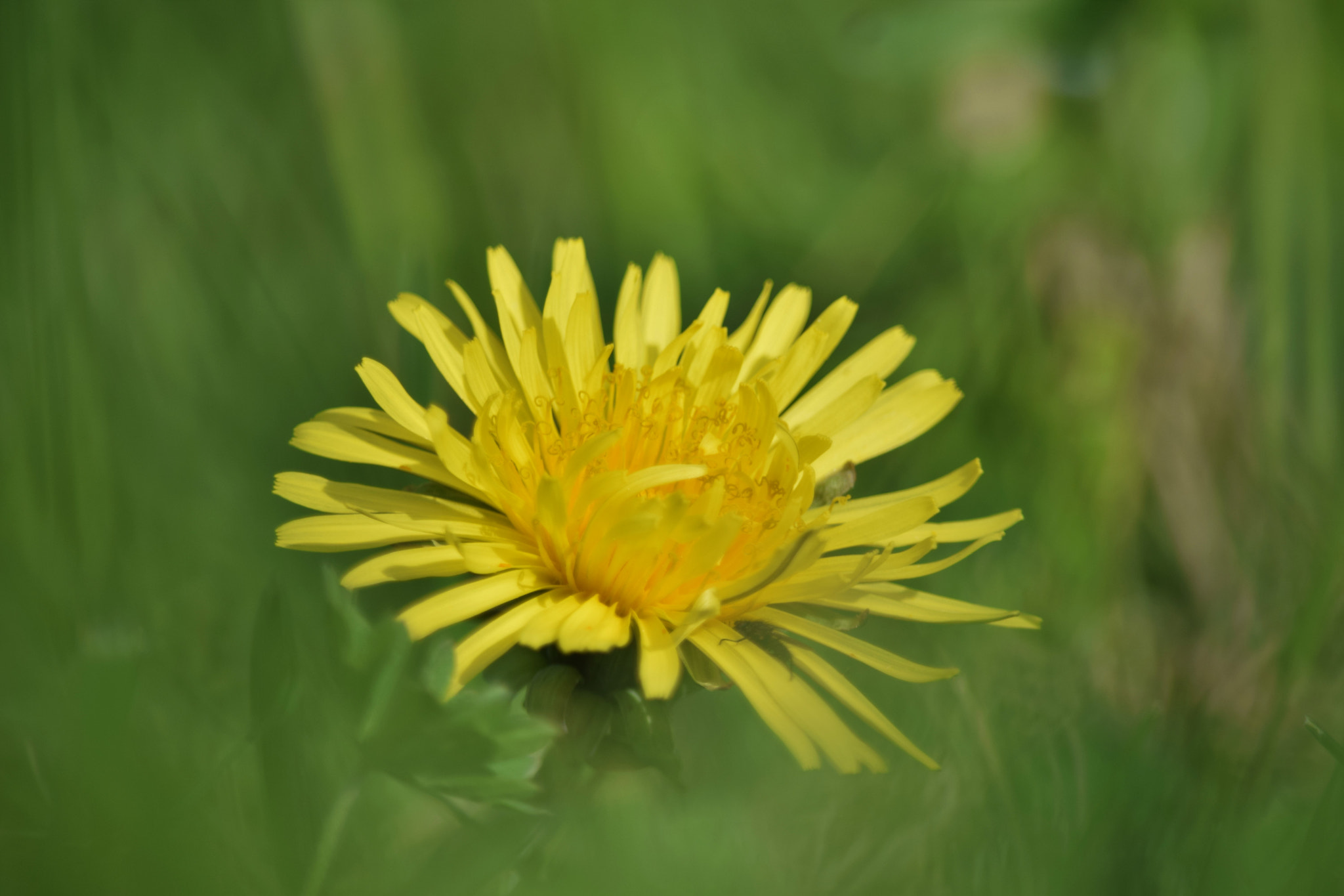 Nikon D5300 sample photo. () photography