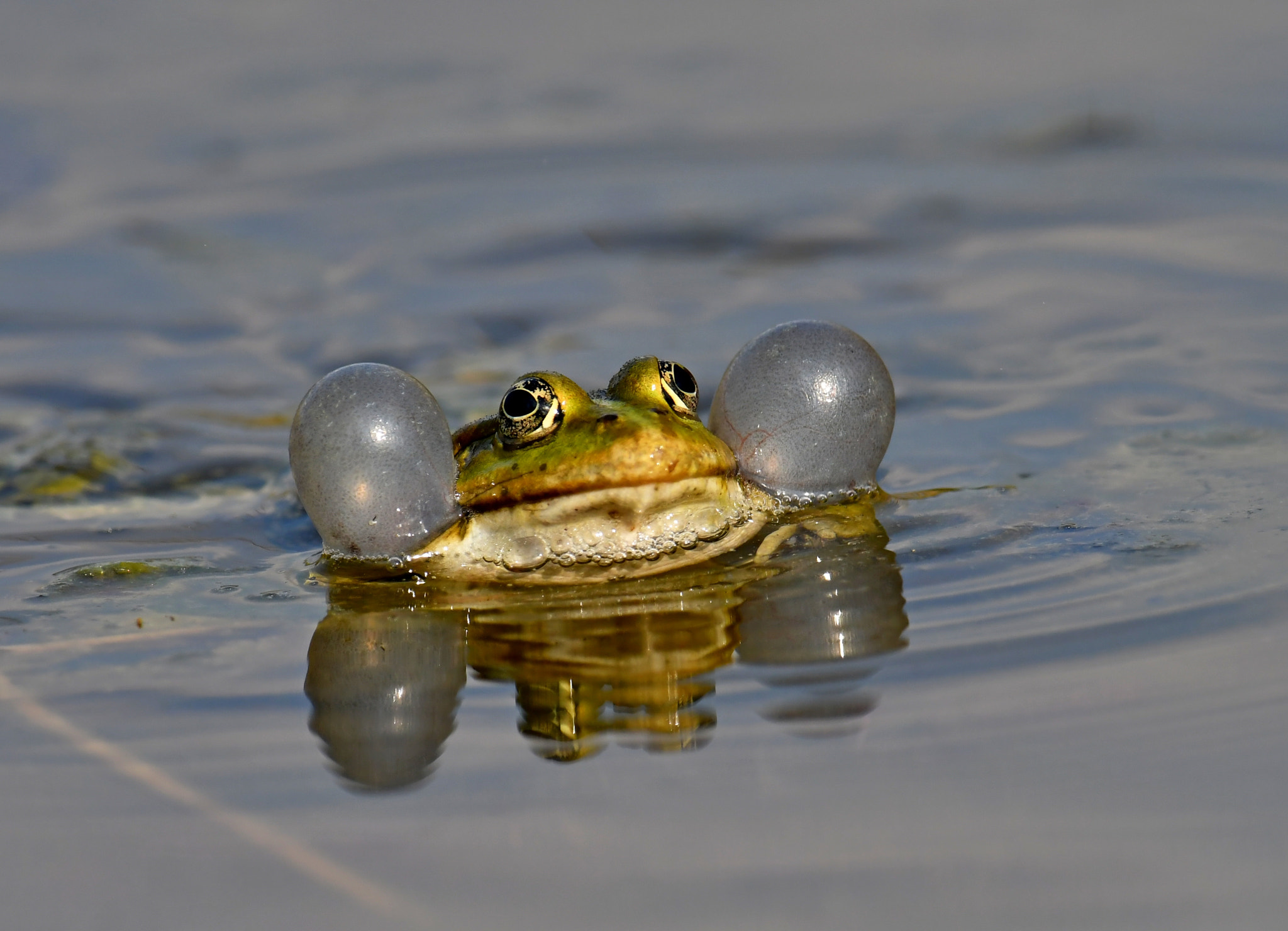 Nikon AF-S Nikkor 600mm F4G ED VR sample photo. Frog photography