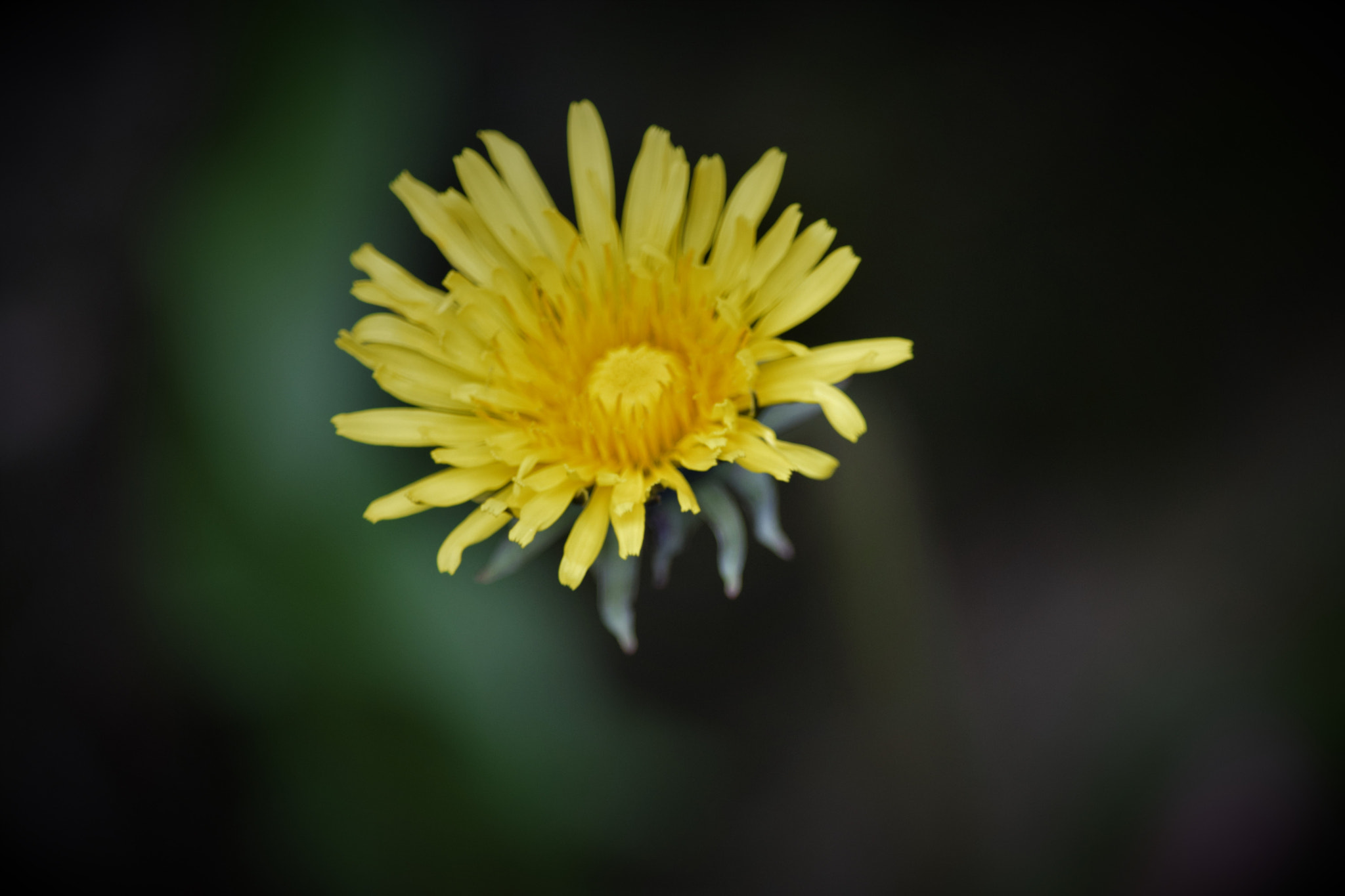 Nikon D5300 sample photo. () photography