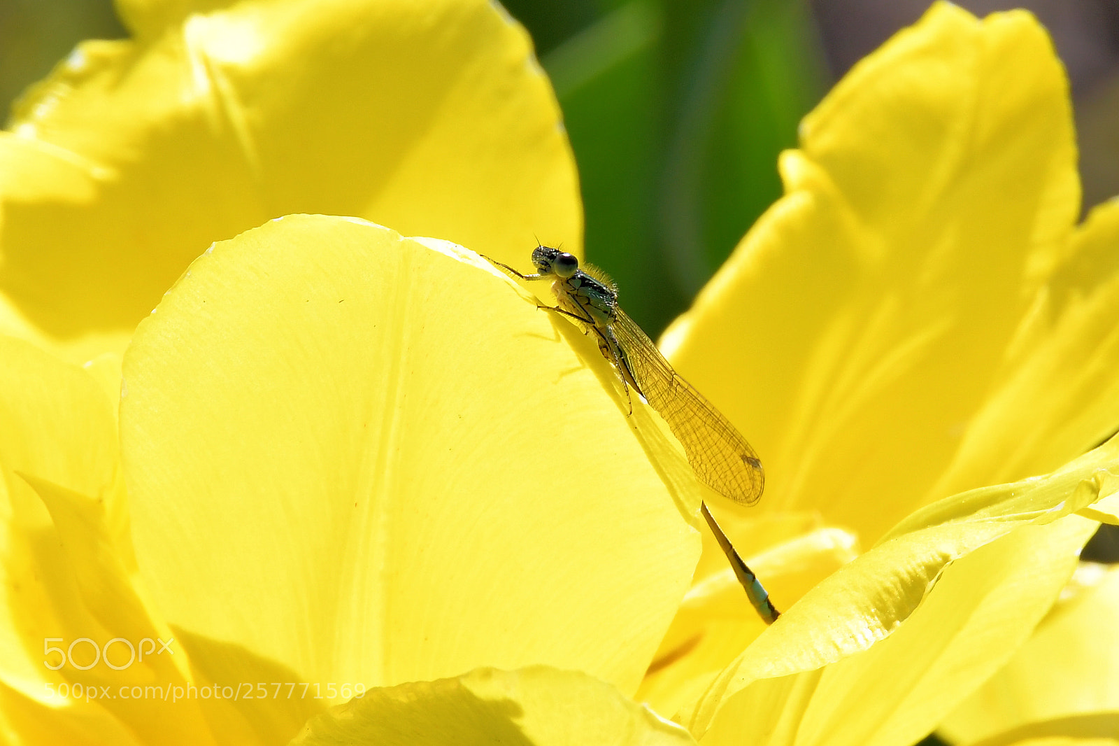 Nikon D500 sample photo. Untitled photography