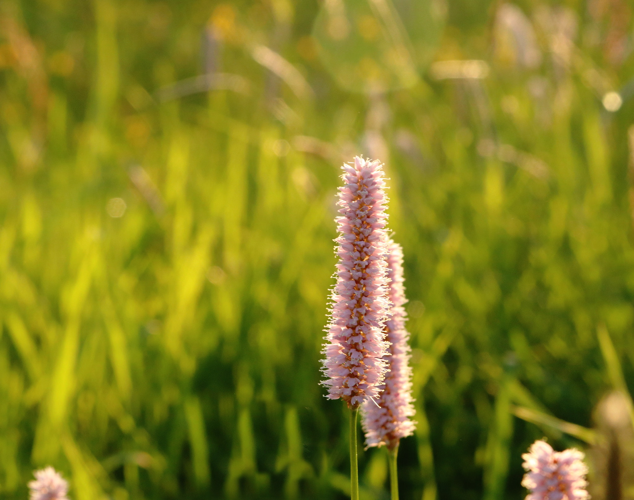 Canon EF 28-135mm F3.5-5.6 IS USM sample photo. Grass photography
